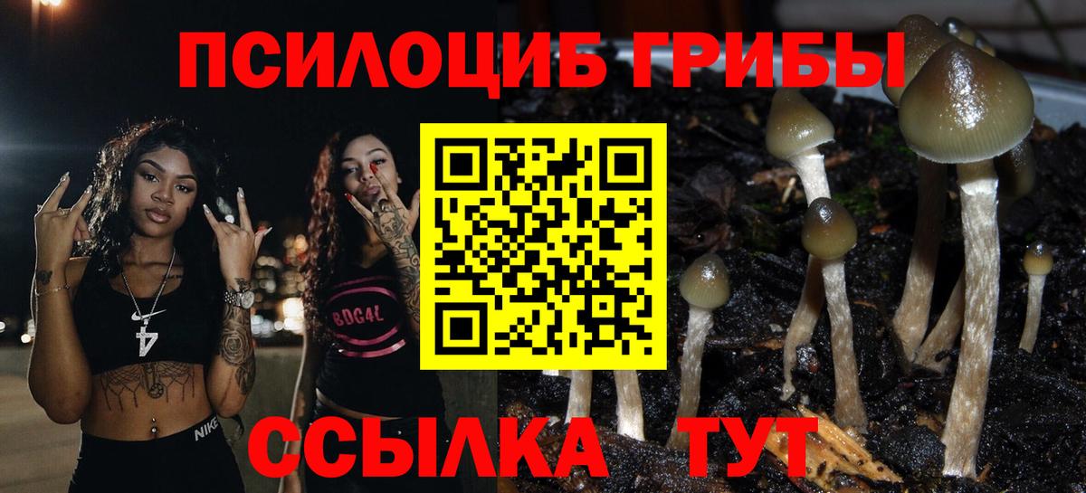 Псилоцибиновые грибы Cubensis  Вход с VPN  Новошахтинск 